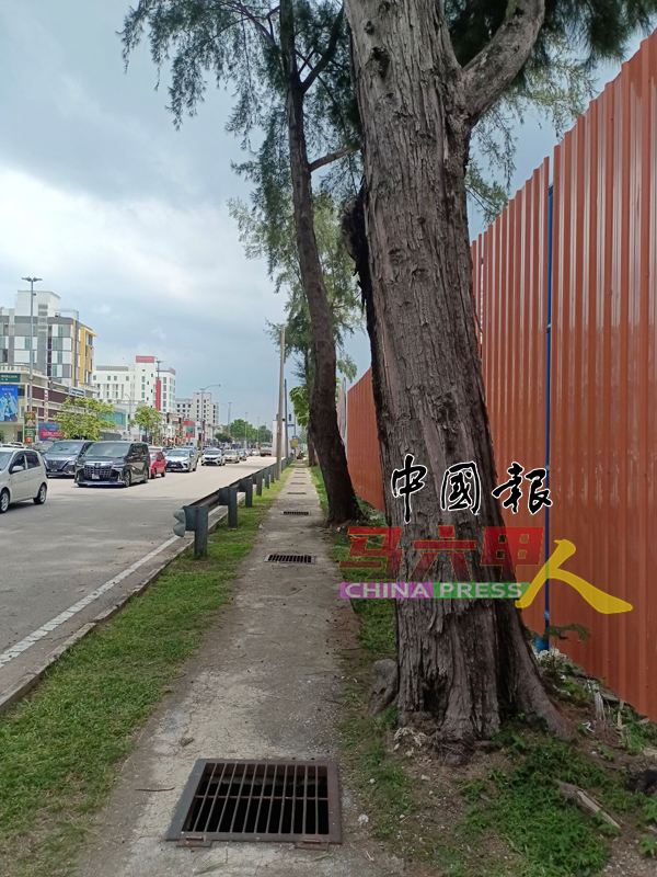 ■从现场观察可见，树木种植位置过于靠近沟渠，树根无足够空间延展，难以稳固生长。