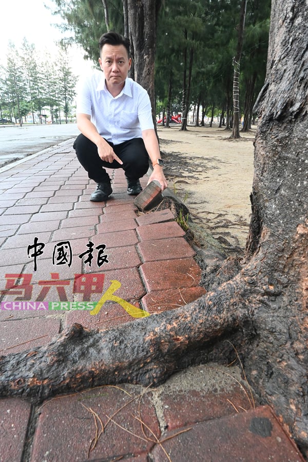 ■蔡求伟指着树根外露，部分地砖脱落。