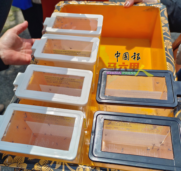 ■斯里直落垵花园的释放蚊子行动将于4月28日展开，每次释放2万5000只带有沃尔巴克氏菌的蚊子。