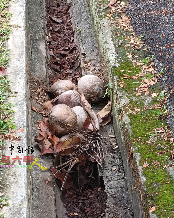 ■椰子也堆积在沟渠中。