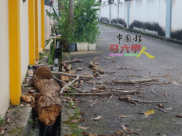 ■树干被丢弃在沟渠处,衍生环境问题。