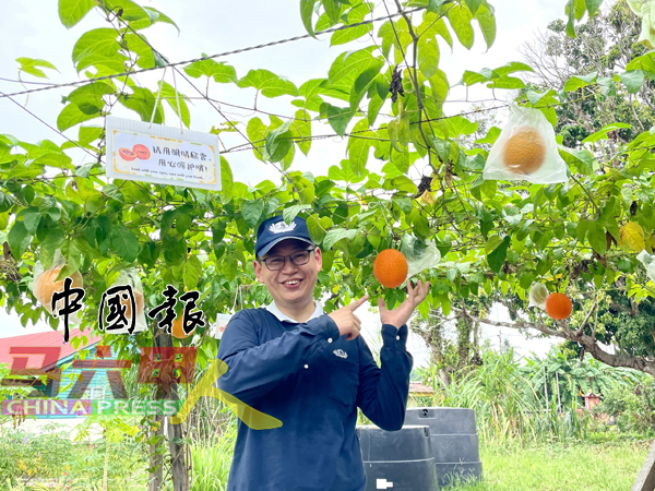 ■胡家健展示成熟的木鳖果，营养价值高。