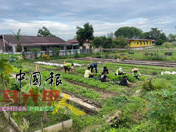 ■“绿智教育农场”至今已建立至少20个整齐的菜箱和瓜棚。