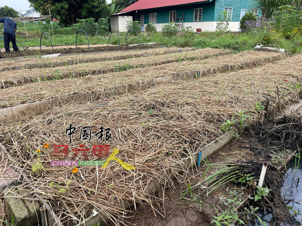 ■稻草铺面在蔬菜的小苗上，以避免植物过于暴晒，一段时间后，稻草将化解，充当天然肥料。