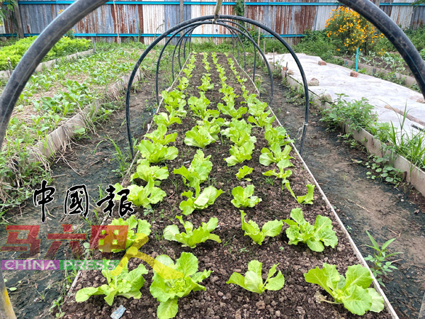 ■农场种植各类蔬果，包括菜心、小白菜、苦瓜、长豆、木瓜、番石榴及玉米等。