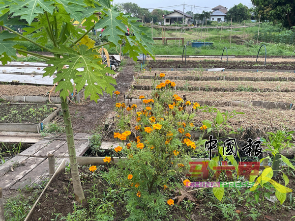 农场旁种植万寿菊，除了美观外，还能作为驱虫植物。