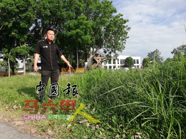 高及人腰的路边野草，有待处理。