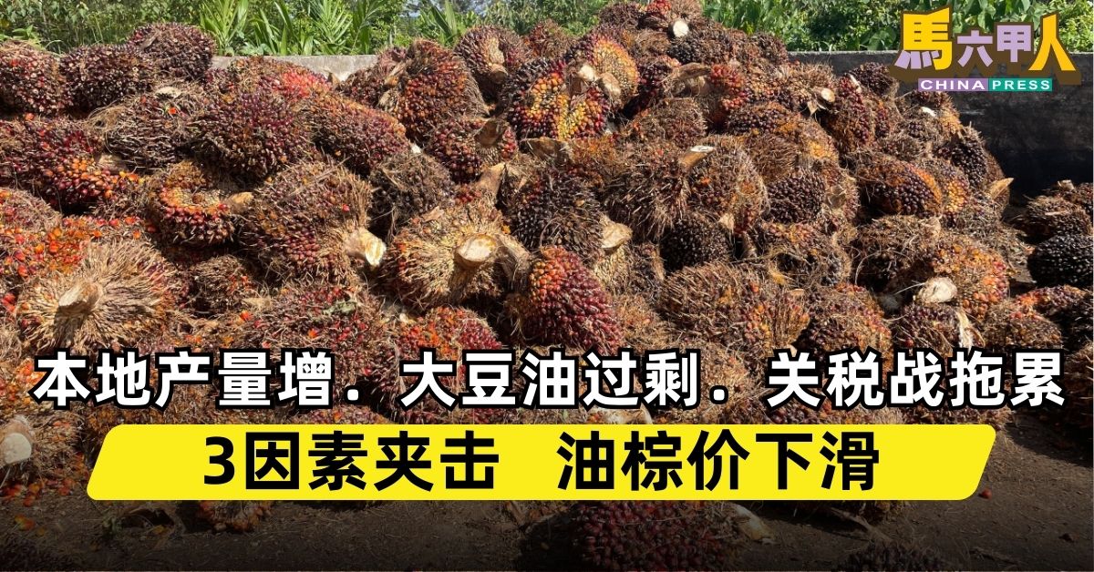 今日马六甲头条〡本地产量增．大豆油过剩．关税战拖累 3因素夹击   油棕价下滑