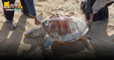 甲今年首5月 3起玳瑁死亡案