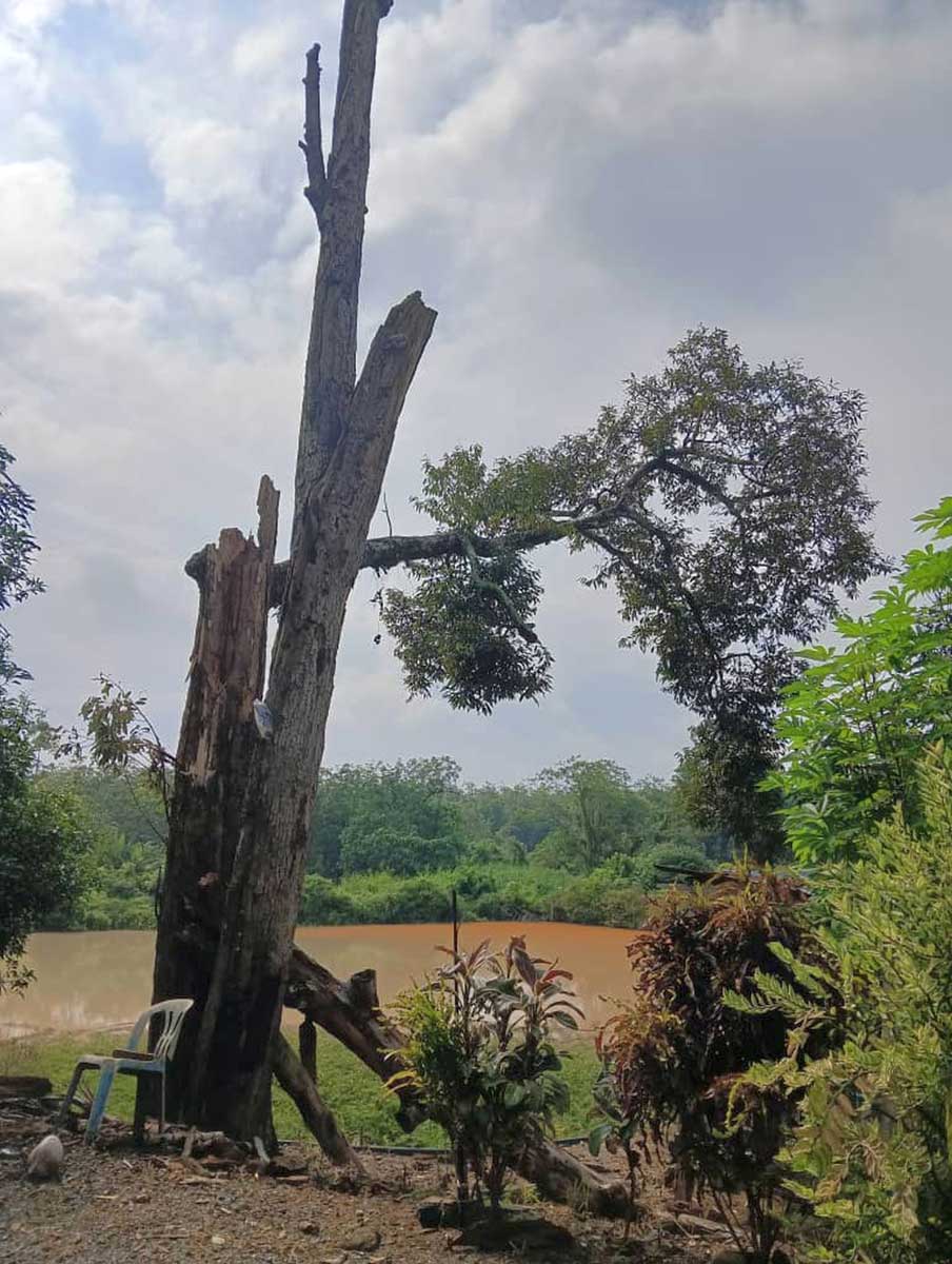 大树遭雷击后断裂。