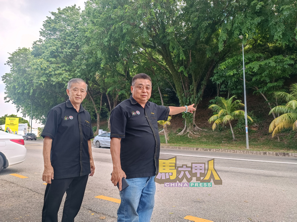 雷宝翔(右)与陈劲源,要求市政厅修剪郑和将军路的树木,恢复光亮。