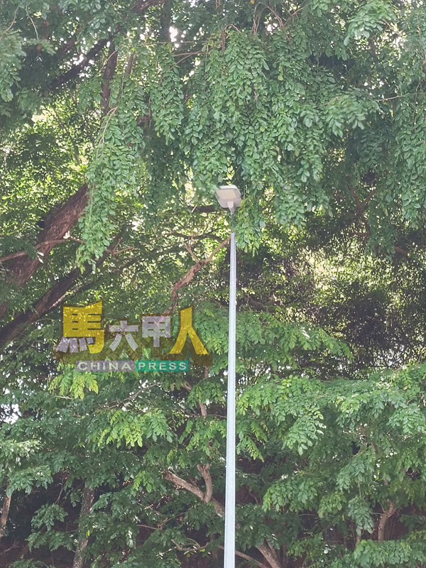 茂盛的树木遮挡了照明灯的操作。