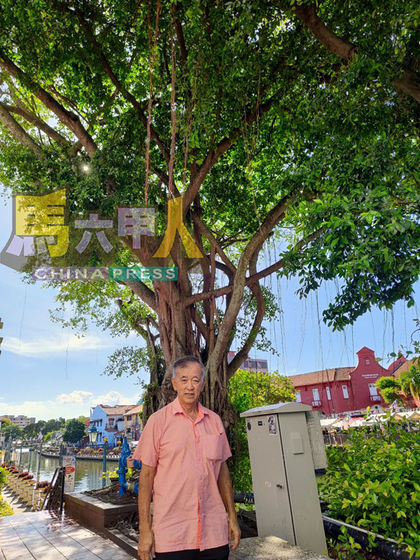 ■陈劲源指出,市政厅在大树枝干涂上胶水驱鸟,目前效果有欠理想。