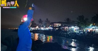 疑拒当哈芝节“牺牲品” 牛“跳海”  逃命