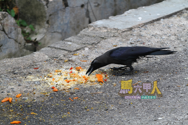 ■一些市民总爱在路边喂食乌鸦,无意中助长鸟群聚集,成为加剧市区污染的“幕后黑手”。