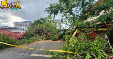 甲市凌晨狂风暴雨 多地树倒  屋顶锌片被吹走