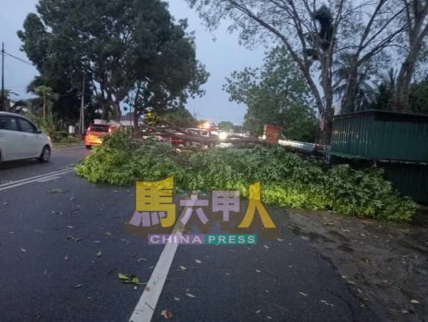 大树倒在路中，一车道交通受阻。