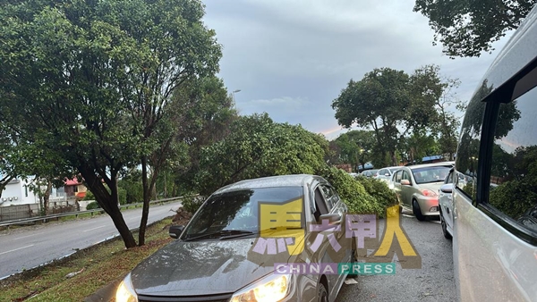 树倒路中造成交通阻塞。