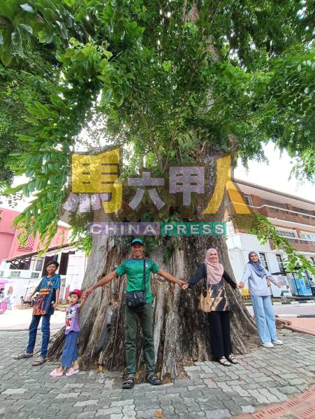 世遗区一颗百年老树,估计需要约10个人才能围绕。
