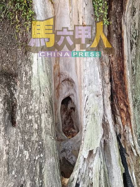 树身外表看似耳朵,非常奇特。