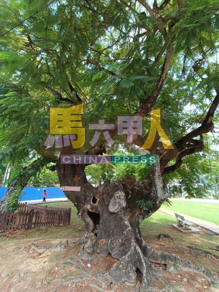 奇形怪状的百年老树,静立街头旁,成为世遗区另一个风景。