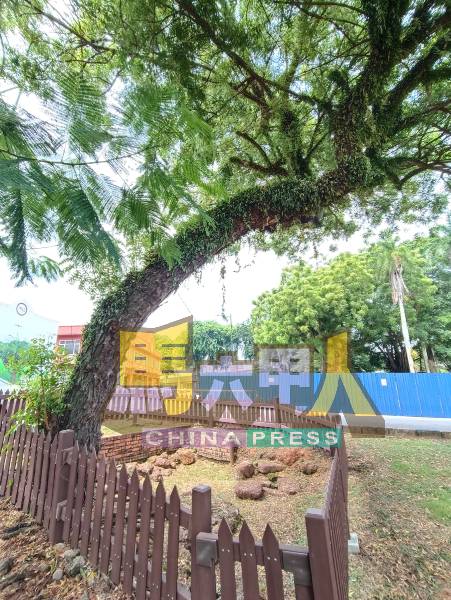 老树歪斜生长,令人担忧其稳固性。