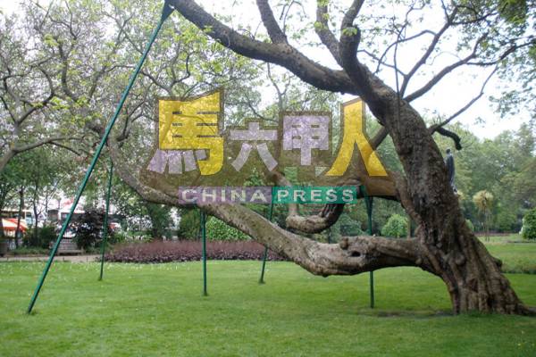 雷宝翔建议市政厅设立支架支撑树身之余,亦让老树延续自然姿态的生长。