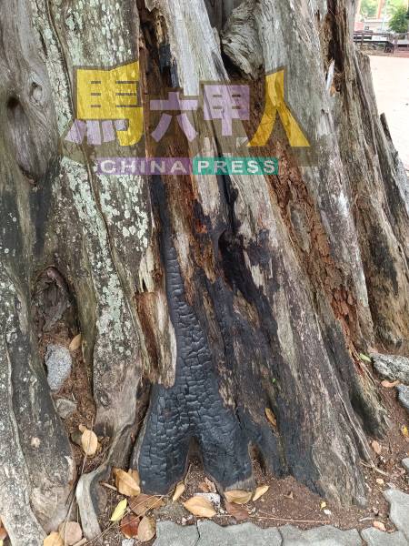 一些百年老树遭人纵火焚烧。