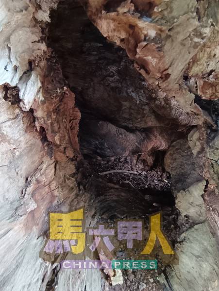一些百年老树的树干中空如壳,堪称自然奇景。