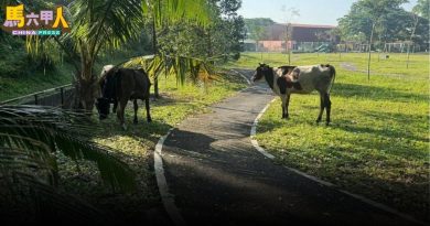 甲州议会｜放养牛只引发死亡车祸 阿克马：拟修法严惩饲主