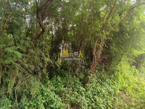 原本计划用来建造公寓的空地,树木生长茂盛,如今成为丛林。