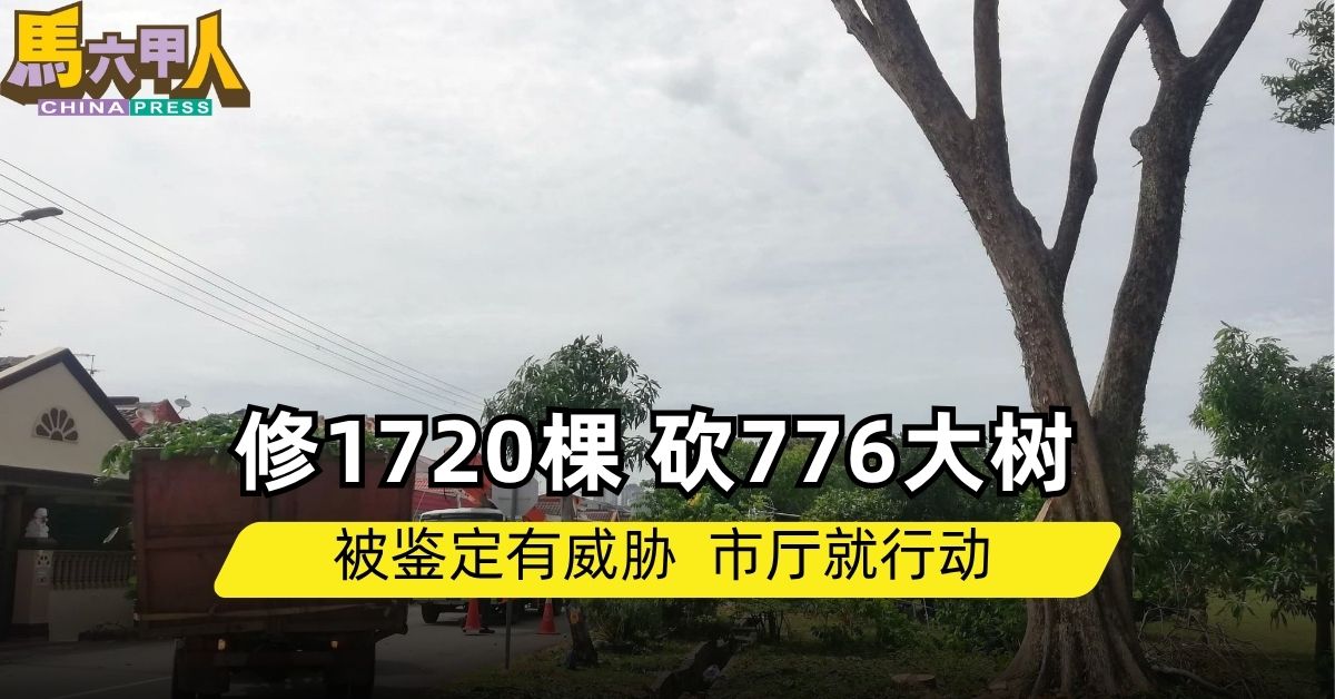 修1720棵 砍776大树 被鉴定有威胁  市厅就行动