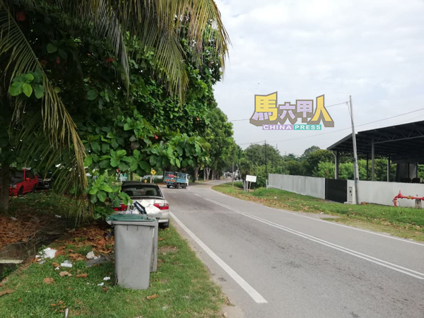 路边大树有待当局修剪。