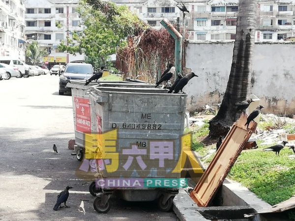 随处可见的乌鸦群在垃圾桶周围觅食。