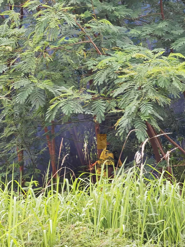 疑似患有精神疾病的男子在丛林纵火，动机不明。