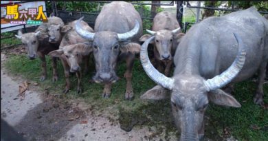 亚罗牙也市会1月迄今 捕捉35牛25水牛1马