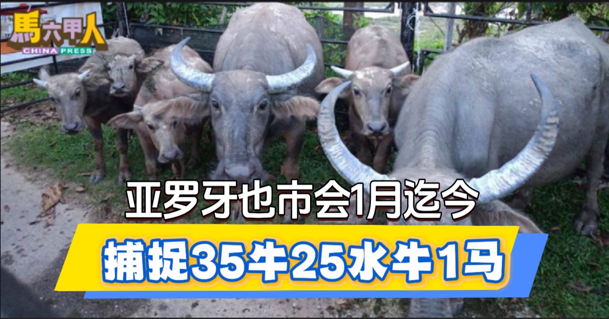 亚罗牙也市会1月迄今 捕捉35牛25水牛1马